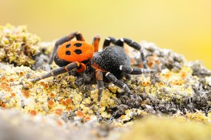 ~ herbstliche Röhrenspinne ~