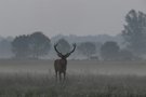 früh morgens, die zweite