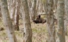 Wildschwein in Ruhestellung