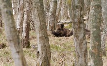 Wildschwein in Ruhestellung