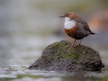 Wasseramsel (Cinclus cinclus)