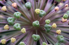 Allium altissimum