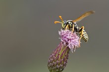 Gallische Feldwespe (Polistes dominula)