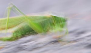 Großes Heupferd - Grünes Heupferd (Tettigonia viridissima)