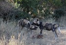 Hunting dogs in der Kazuma Pan - Zimbabwe