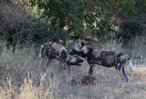 Hunting dogs in der Kazuma Pan - Zimbabwe