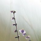 Sommer Morgen