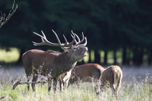 Rothirsch (Cervus elephaus)