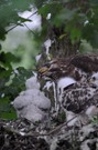 Mäusebussard