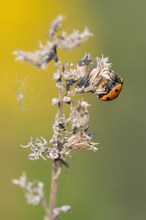 Spätsommer