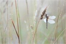 Orthetrum coerulescens