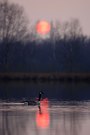Kanadagans Abend im Moor