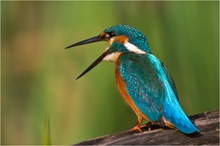 Eisvogel mit Gewölle