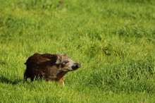 Wildschwein Frischling im bestem Licht