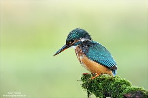 Der Eisvogel...