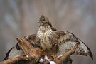 Der Wächter (Buteo Buteo)