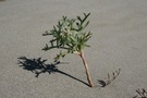 Echinophora Spinosa (Starre Stacheldolde)