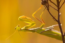 Mantis im Gegenlicht