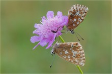 Eine Blume für dich