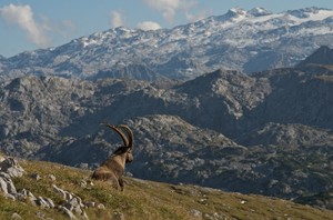 Steinbock