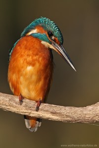 Eisvogel (Alcedo atthis)