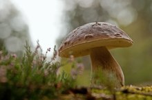 Noch einen Steinpilz