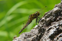 Spion im Hintergrund