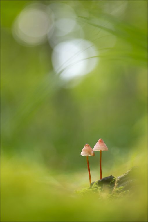 Zwei Helmlinge im Wald