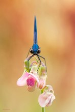 Calopteryx splendens Frontale