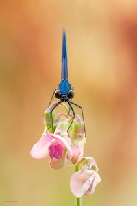 Calopteryx splendens Frontale