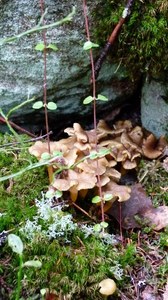 Starkriechender Leistling : Gruppenfoto  (cantharellus xanthopus)