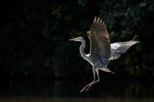 Graureiher im Anflug