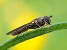 glänzende Schwarzstirnschwebfliege (Melanostoma mellinum )