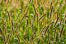 Gras im Gegenlicht