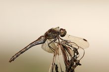 Sympetrum striolatum