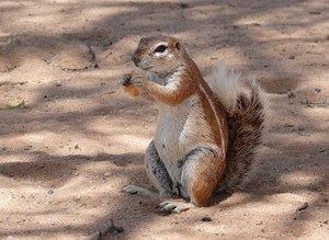 The most dangerous animals in the Kalahari - die gefährlichsten Tiere der Kalahari