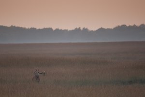 Der König II