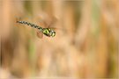 ~ Blaugrüne Mosaikjungfer (Aeshna cyanea) ~