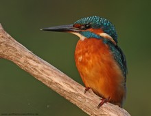 Eisvogel (Alcedo atthis)