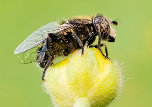 Schwarzfleckaugenschwebfliege