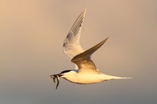 Heimflug zum Nest