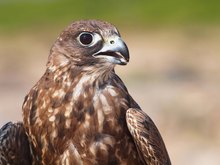 Gerfalke/Würgfalke Hybrid