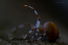 spinne