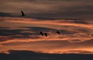 Kraniche beim morgendlichen Flug vom Schlafplatz.