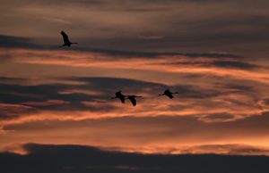 Kraniche beim morgendlichen Flug vom Schlafplatz.