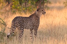 Gepard in Botswana