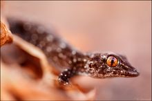 Gomera-Gecko