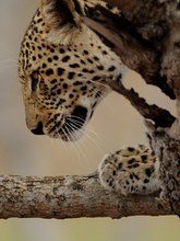 Leopard (Panthera Pardus)