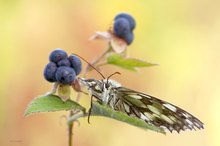 Melanargia galathea