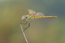 Frühe Heidelibelle (Sympetrum fonscolombii) klassisch...